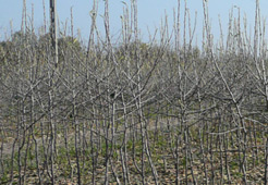 andrzej i szymon nowakowscy