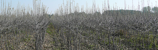 gospodarstwo szk�karskie