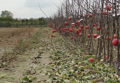 andrzej i szymon nowakowscy