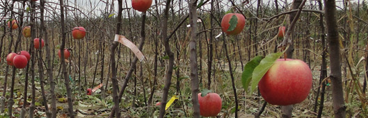 gospodarstwo szk�karskie