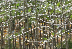 andrzej i szymon nowakowscy