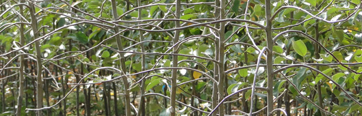 gospodarstwo szkółkarskie