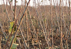 andrzej i szymon nowakowscy