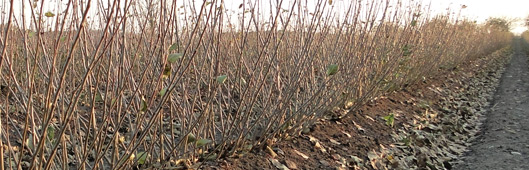 gospodarstwo szk�karskie