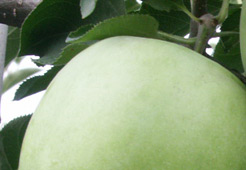 andrzej i szymon nowakowscy