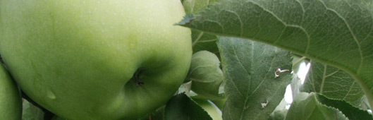 gospodarstwo szkółkarskie