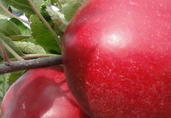 andrzej i szymon nowakowscy