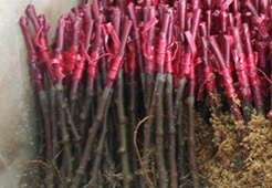 andrzej i szymon nowakowscy