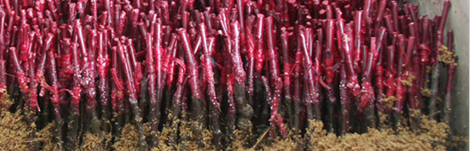 gospodarstwo szk�karskie