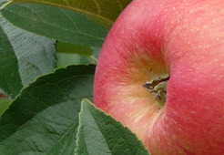 andrzej i szymon nowakowscy