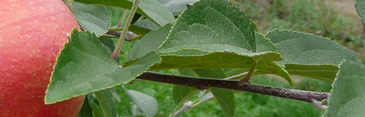 gospodarstwo szkółkarskie