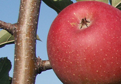 andrzej i szymon nowakowscy