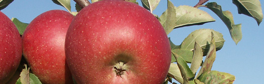 gospodarstwo szk�karskie