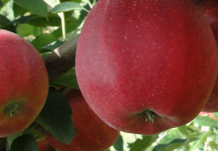 andrzej i szymon nowakowscy