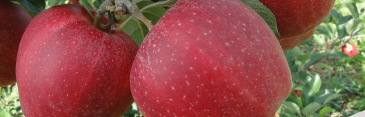 gospodarstwo szk�karskie